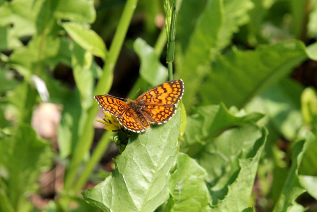 Melitaea nevadensis